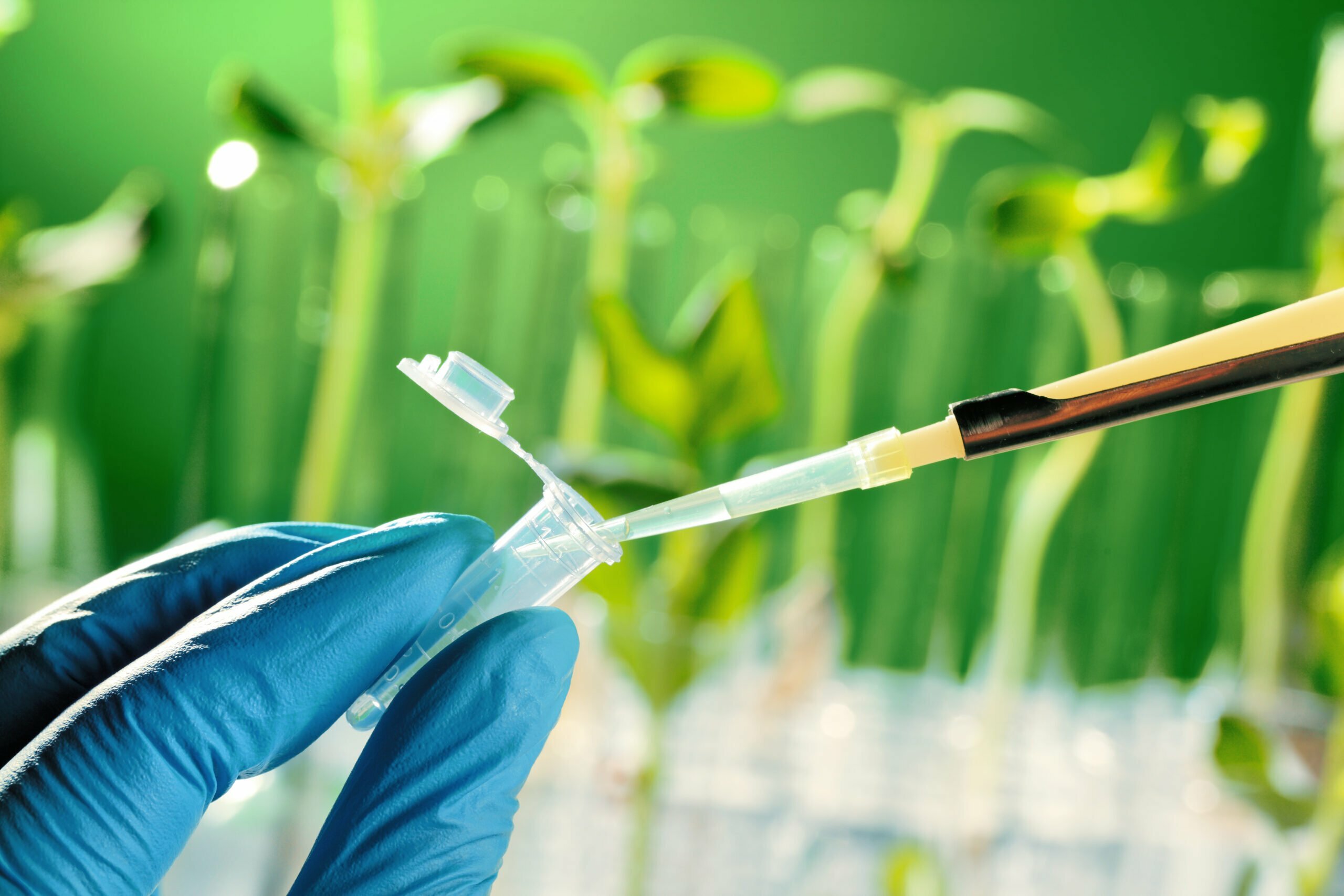 Scientist,Examining,Samples,With,Plants Scientist,Examining,Samples,With,Plants